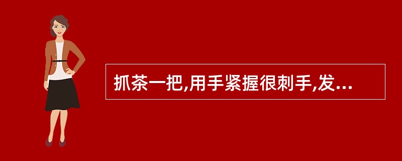 抓茶一把,用手紧握很刺手,发出“沙沙”响,条能压碎尚脆,手捻成粉末,枝梗轻折即断