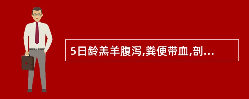 5日龄羔羊腹泻,粪便带血,剖检见小肠黏膜充血,溃疡。回肠外观红色,病料接种普通琼