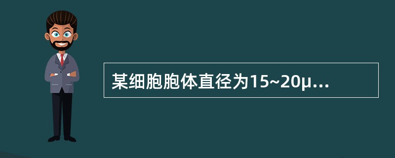 某细胞胞体直径为15~20μm,圆形,边缘有瘤状突起;胞核圆形,核染色质呈颗粒状