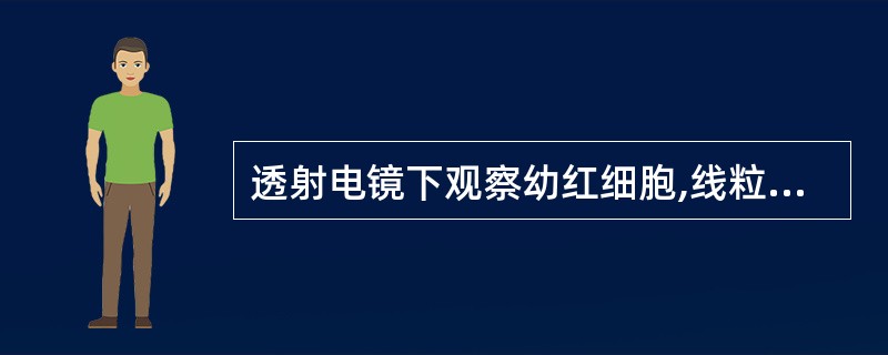 透射电镜下观察幼红细胞,线粒体内有铁质沉着,呈电子密度高的颗粒或团状,在核周可见