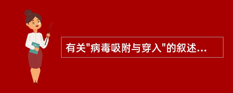 有关"病毒吸附与穿入"的叙述,不正确的是:A、有包膜病毒的包膜与宿主细胞膜融合,