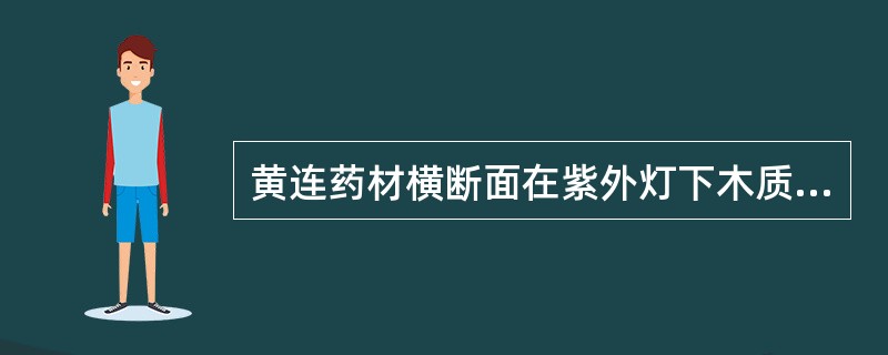 黄连药材横断面在紫外灯下木质部显( )。