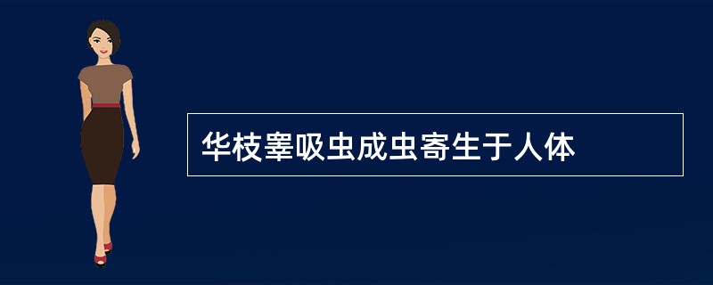 华枝睾吸虫成虫寄生于人体