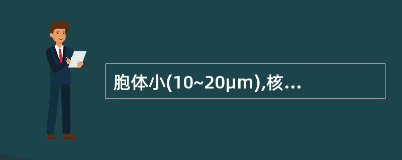 胞体小(10~20μm),核染色质较粗密,分布不匀,核仁1~3个,常模糊,胞质少