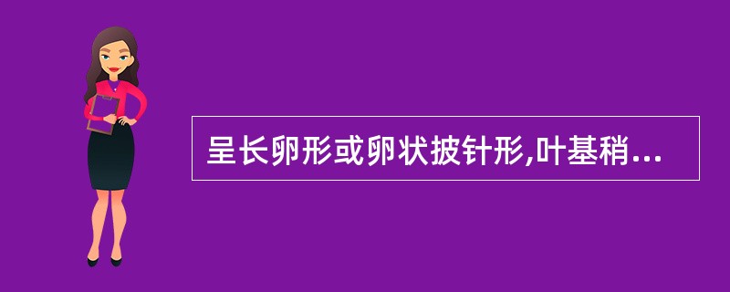 呈长卵形或卵状披针形,叶基稍不对称的中药材是()