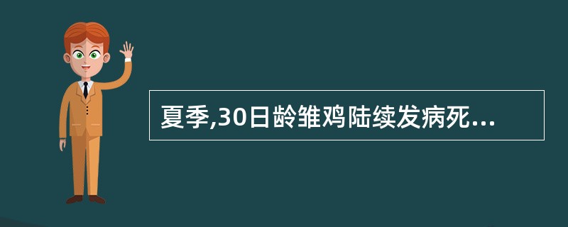 夏季,30日龄雏鸡陆续发病死亡,剖检病死鸡可见一侧或两侧盲肠肿胀,外观似香肠,肠