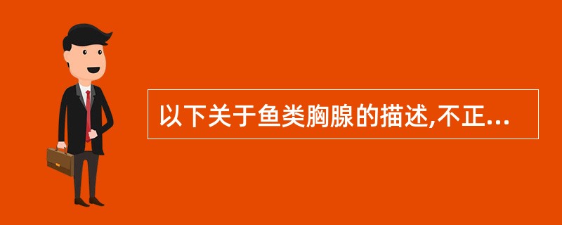 以下关于鱼类胸腺的描述,不正确的是()A、是淋巴细胞增殖和分化的主要场所,在免疫