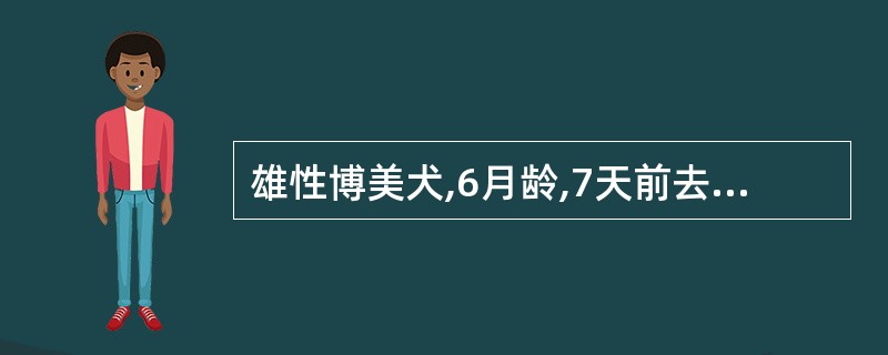 雄性博美犬,6月龄,7天前去势时用5%碘酊对术部做术前和术后阴囊皮肤消毒,现阴囊