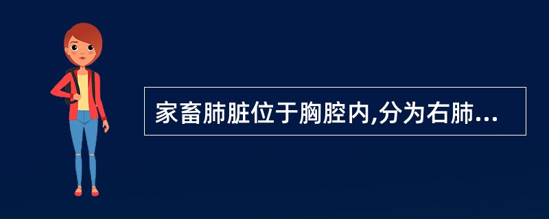 家畜肺脏位于胸腔内,分为右肺与左肺,通常左肺分( )。A、2叶B、3叶C、4叶D