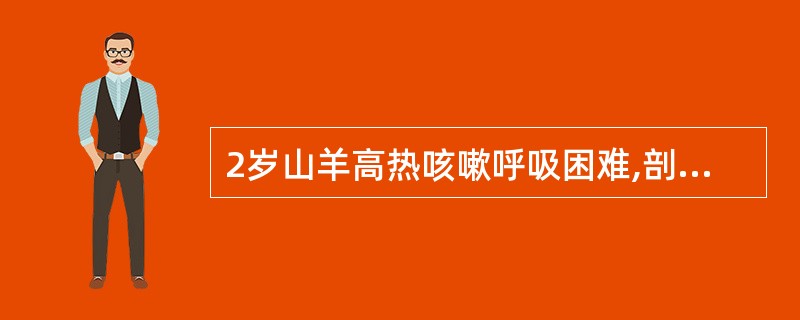 2岁山羊高热咳嗽呼吸困难,剖检肺脏与肠膜粘连,病料涂片姬姆萨染色镜检,见丝状支原