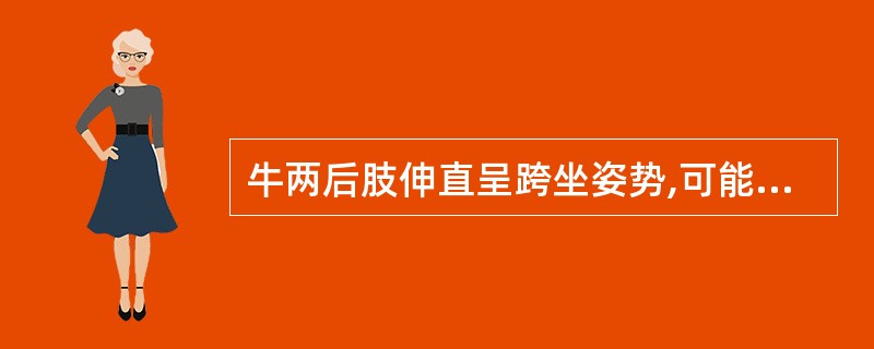 牛两后肢伸直呈跨坐姿势,可能为A、两侧闭孔神经麻痹B、髋关节脱位C、生产瘫痪D、