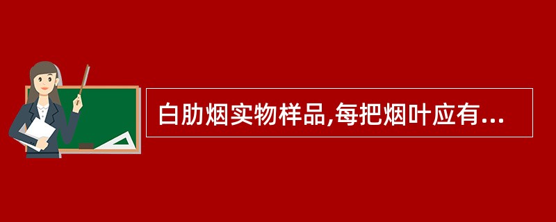 白肋烟实物样品,每把烟叶应有( )片叶。