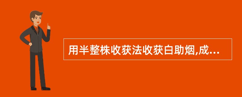 用半整株收获法收获白助烟,成熟度的判断为( )。