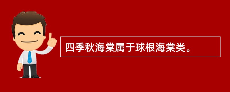 四季秋海棠属于球根海棠类。