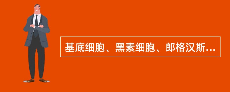 基底细胞、黑素细胞、郎格汉斯细胞是组成表皮()的主要细胞类型。