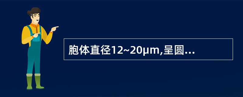 胞体直径12~20μm,呈圆或椭圆形,胞核大,位于中央或偏位,核染色质开始聚集。