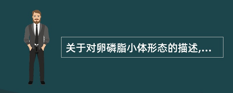 关于对卵磷脂小体形态的描述,哪项是不正确的