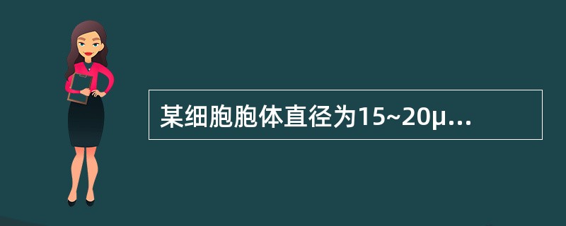 某细胞胞体直径为15~20μm,圆形,边缘有瘤状突起;胞核圆形,核染色质呈颗粒状