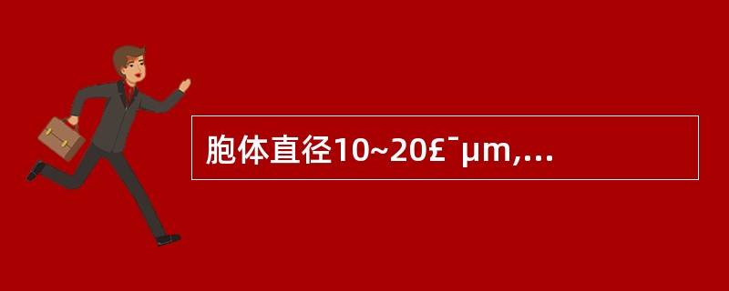 胞体直径10~20£¯μm,圆形或类圆形。胞核较大,核染色质呈细粒状,排列均匀,