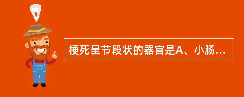 梗死呈节段状的器官是A、小肠B、心C、肾D、脾E、脑