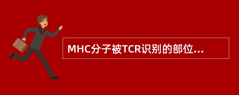 MHC分子被TCR识别的部位在( )A、肽结合区B、跨膜区C、免疫球蛋白样区D、