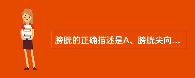 膀胱的正确描述是A、膀胱尖向下B、空虚时全部位于盆腔内C、底朝向后上方D、在男性