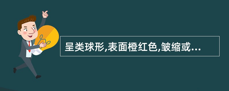 呈类球形,表面橙红色,皱缩或较光滑的中药材是( )。