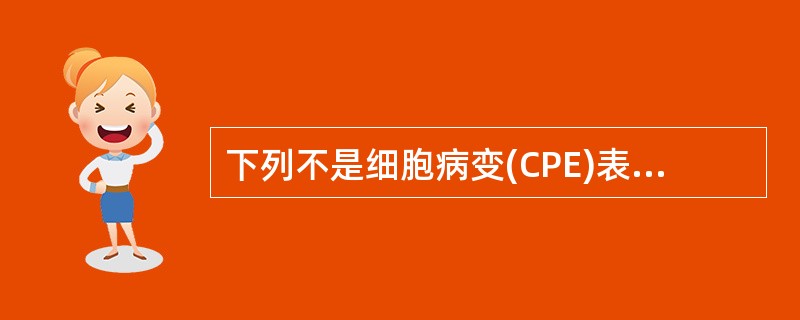 下列不是细胞病变(CPE)表现的是A、细胞数目增加B、细胞圆缩C、细胞破碎D、细