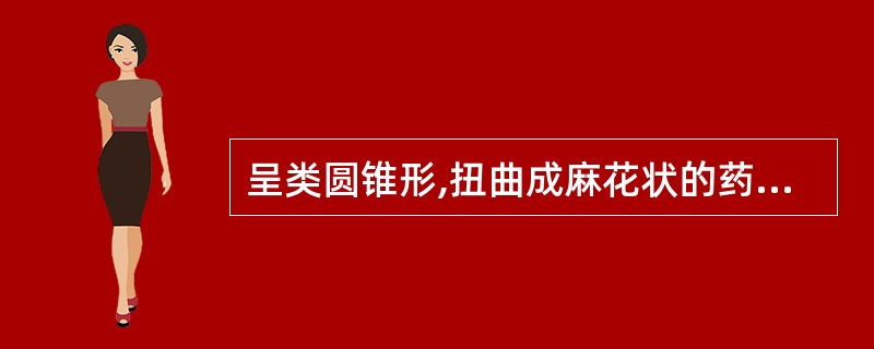 呈类圆锥形,扭曲成麻花状的药材可能是A、藜芦B、漏芦C、紫菀D、秦艽E、白头翁