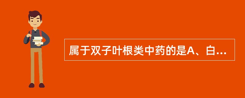 属于双子叶根类中药的是A、白术B、苍术C、麦冬D、川芎E、地黄