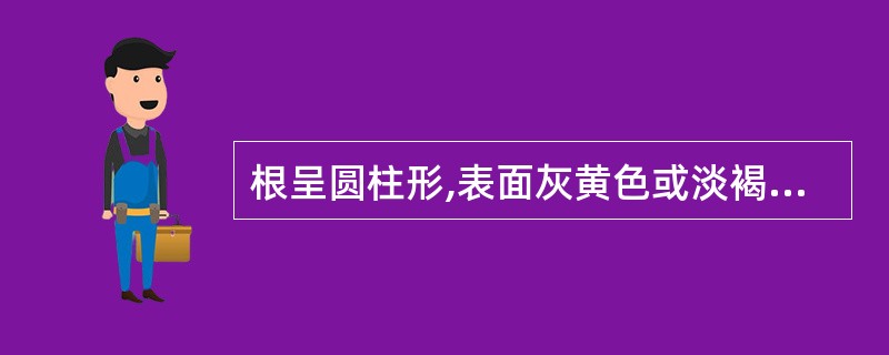 根呈圆柱形,表面灰黄色或淡褐色,质硬而韧,不易折断,断面纤维性并显粉性,味微甜的