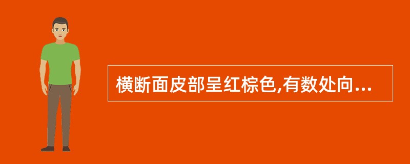 横断面皮部呈红棕色,有数处向内嵌入木部,木部黄白色,有细孔(导管),射线红棕色、