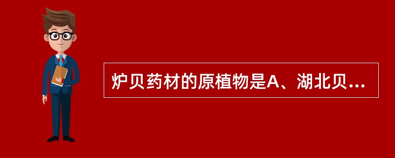 炉贝药材的原植物是A、湖北贝母B、暗紫贝母C、甘肃贝母D、梭砂贝母E、新疆贝母