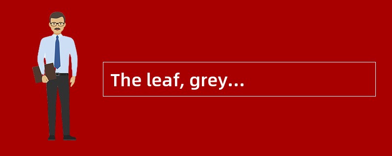 The leaf, greyish green to brown green,