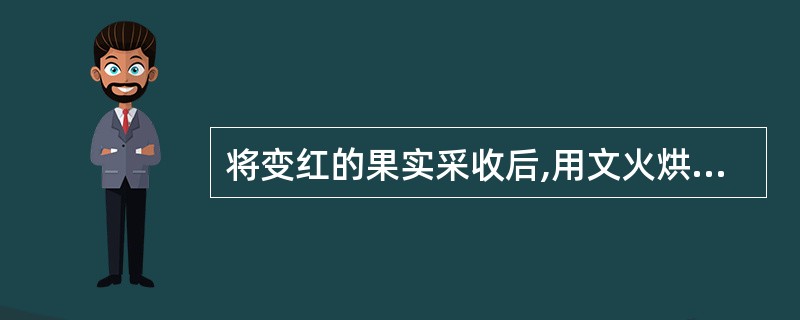 将变红的果实采收后,用文火烘或置沸水中略烫后,及时除去果核,干燥的药材是