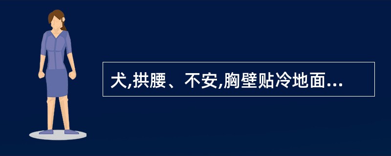 犬,拱腰、不安,胸壁贴冷地面,举高后躯,呈祈祷姿势;肠音初增强、后减弱,见肠臌气