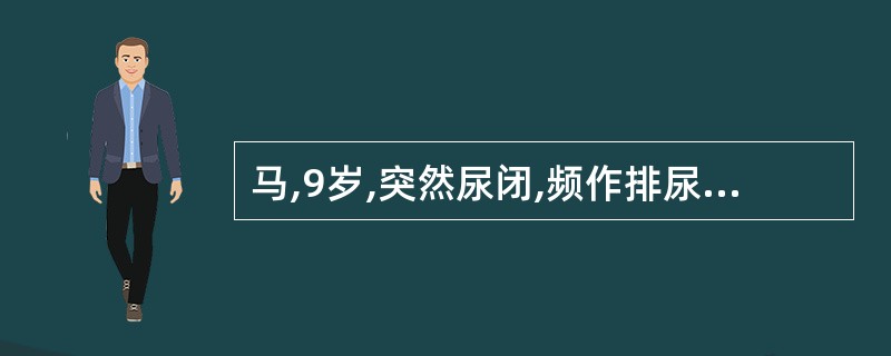 马,9岁,突然尿闭,频作排尿姿势,强烈努责,起卧不安;尿液细小或仅有少量血尿滴出