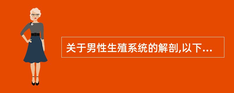 关于男性生殖系统的解剖,以下错误的是A、阴茎主要由阴茎海绵体、尿道海绵体和尿道阴