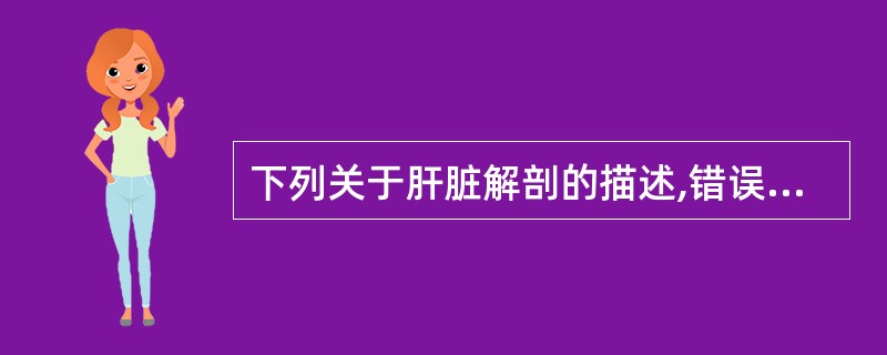 下列关于肝脏解剖的描述,错误的是()。