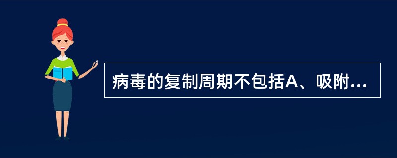 病毒的复制周期不包括A、吸附与穿入B、生物合成C、二分裂D、脱壳E、释放