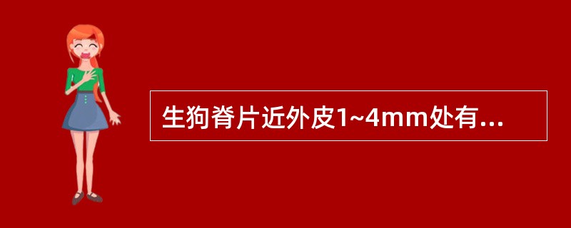 生狗脊片近外皮1~4mm处有一条凸起的棕黄色环纹为( )