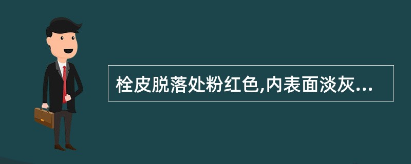 栓皮脱落处粉红色,内表面淡灰黄色或浅棕色( )。