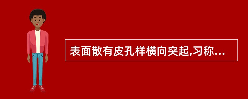 表面散有皮孔样横向突起,习称“疙瘩丁”的药材为( )