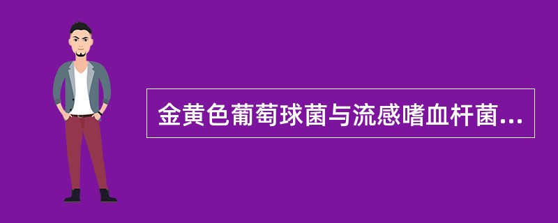 金黄色葡萄球菌与流感嗜血杆菌共同孵育,可促进其生长,是因为金黄色葡萄球菌能产生