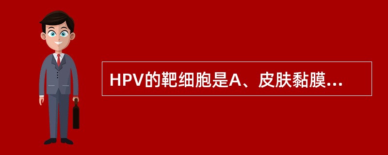 HPV的靶细胞是A、皮肤黏膜细胞B、吞噬细胞C、肝细胞D、淋巴细胞E、神经细胞