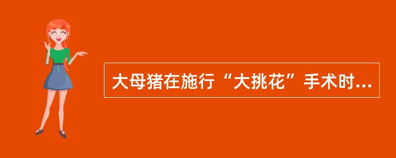 大母猪在施行“大挑花”手术时易出现内出血,主要原因是( )。