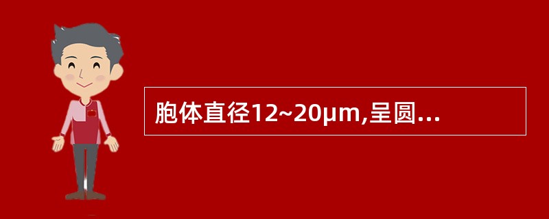 胞体直径12~20μm,呈圆或椭圆形,胞核大,位于中央或偏位,核仁可见或消失,核