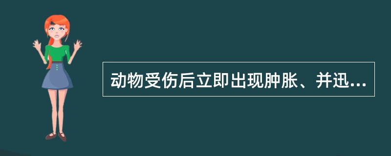 动物受伤后立即出现肿胀、并迅速增大,病初局部不增温,有波动和弹性,皮肤较紧张(