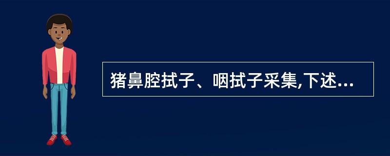 猪鼻腔拭子、咽拭子采集,下述错误的是()