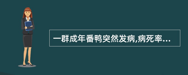 一群成年番鸭突然发病,病死率在60%以上,临床表现主要为体温升高、两腿麻痹、排绿